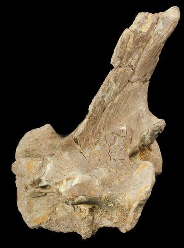 Mosasaur (Platecarpus) Dorsal Vertebrae - Kansas #48775